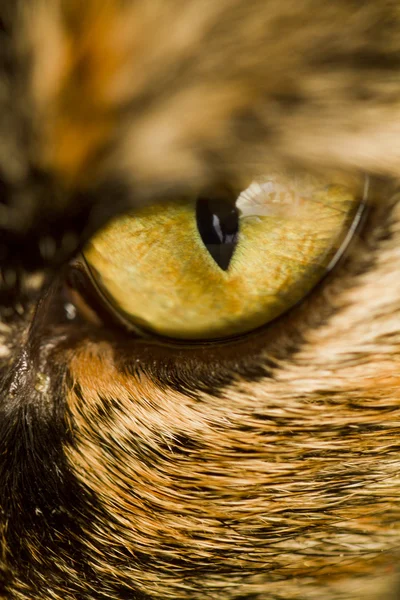 Detalle del ojo de gato — Foto de Stock