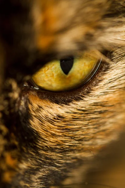 Detalj av cat's eye — Stockfoto