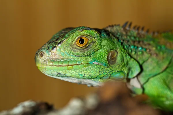 Iguana huvud — Stockfoto