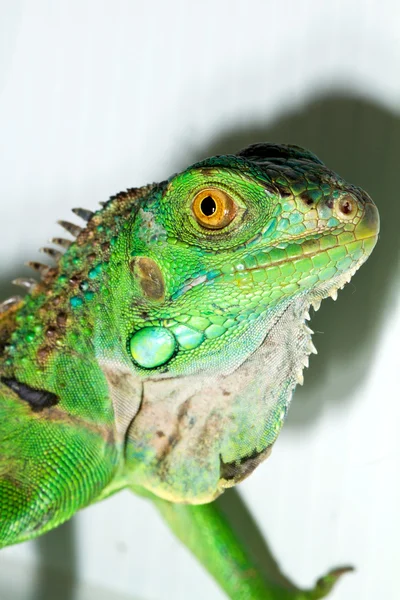 Iguana huvud — Stockfoto