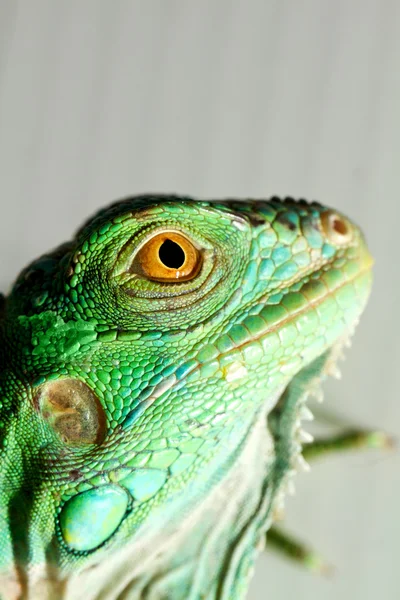 Cabeza de iguana — Foto de Stock