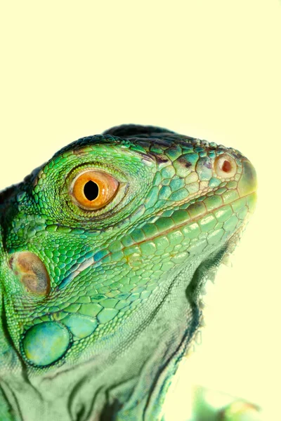 Cabeça de Iguana — Fotografia de Stock