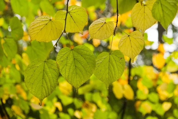 Vackra löv på ett träd — Stockfoto