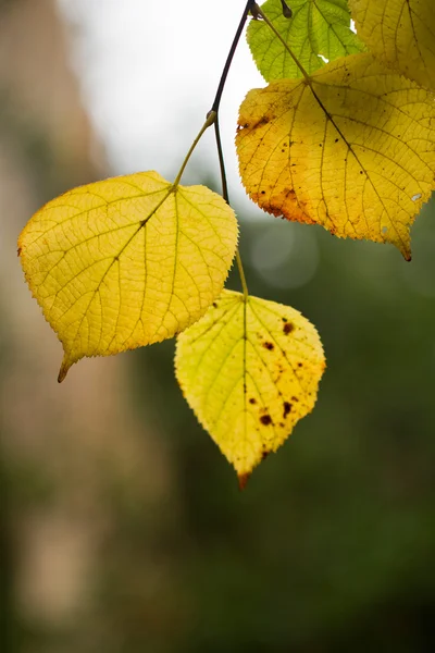 Vackra löv på ett träd — Stockfoto