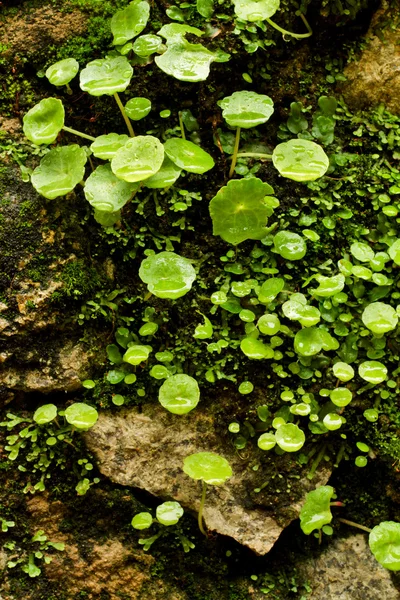 Små gröna växter — Stockfoto
