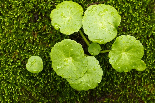 Orman yerdeki küçük bitkiler — Stok fotoğraf