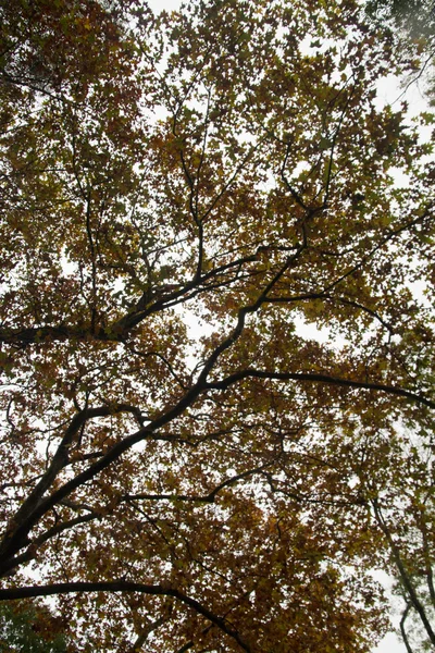 Belos ramos de árvore outono — Fotografia de Stock
