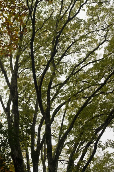 Красивые осенние ветви деревьев — стоковое фото