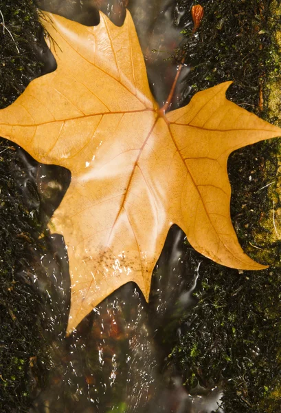 Fallen autumn leaf — Stock Photo, Image