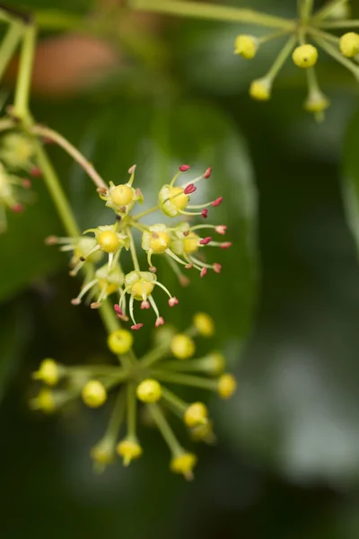 Vackra makro blomma i skogen — Stockfoto