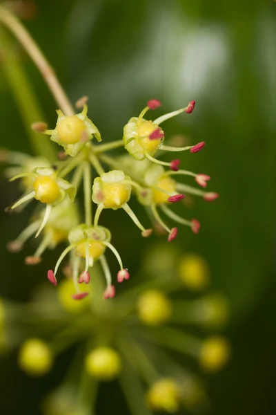 Linda flor macro na floresta — Fotografia de Stock