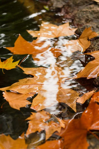 Lake with fallen leaves — Stock Photo, Image