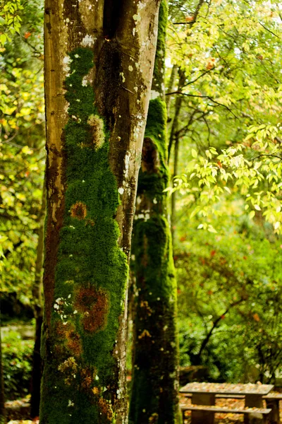 森の美しい木 — ストック写真