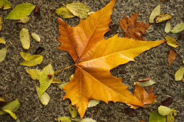 Опале листя осінні — стокове фото