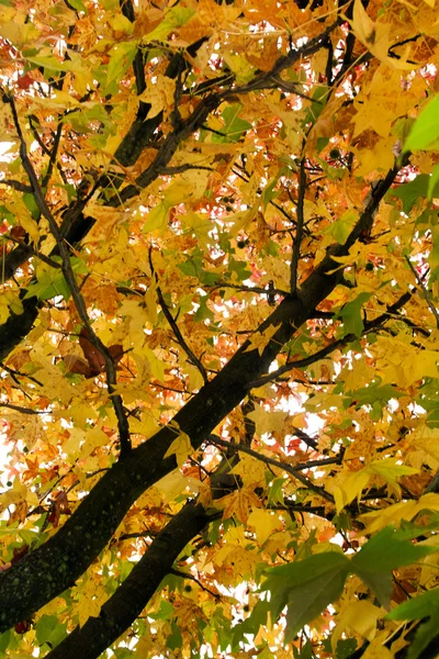 Krásné podzimní strom větví — Stock fotografie