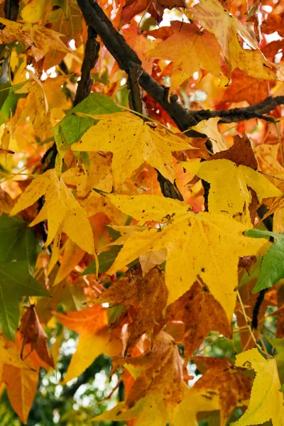 美しい秋の木の枝 — ストック写真