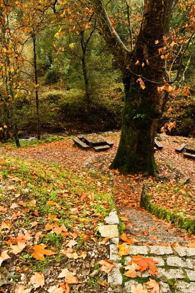 stock image Beautiful forest area