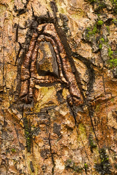 Letter A carved on tree — Stock Photo, Image
