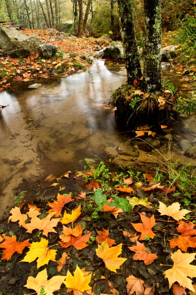 Bellissimo torrente nella foresta — Foto Stock