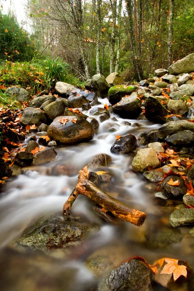 Beau ruisseau en forêt — Photo