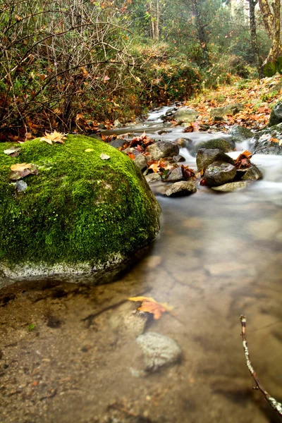 Bellissimo torrente nella foresta — Foto Stock