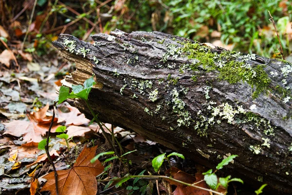Tocón de árbol en un bosque —  Fotos de Stock
