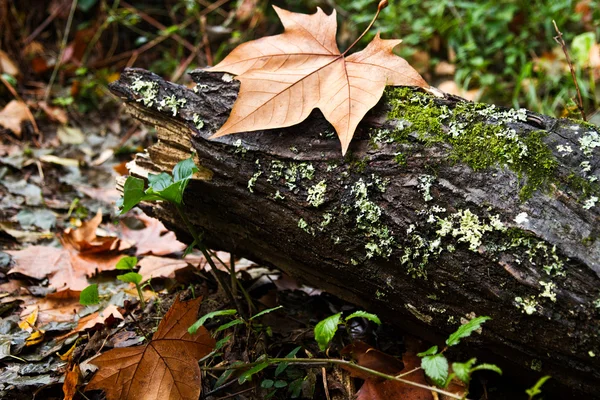 Ceppo di albero su una foresta — Foto Stock