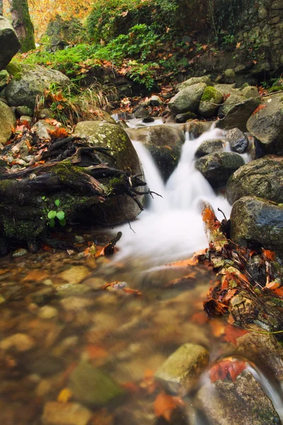 Beautiful creek in forest — Stock Photo, Image