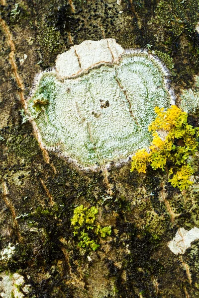 Detalhe de textura de uma árvore — Fotografia de Stock
