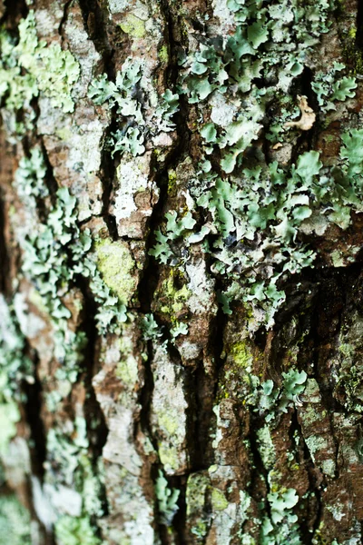 Textura detalle de un árbol — Foto de Stock