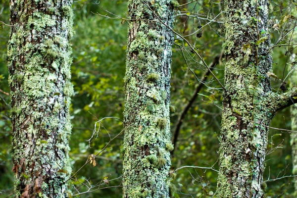 森の美しい木 — ストック写真
