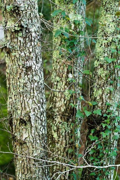 Belas árvores na floresta — Fotografia de Stock