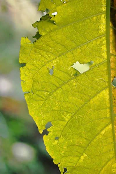 Macro leaf veins — Stock Photo, Image
