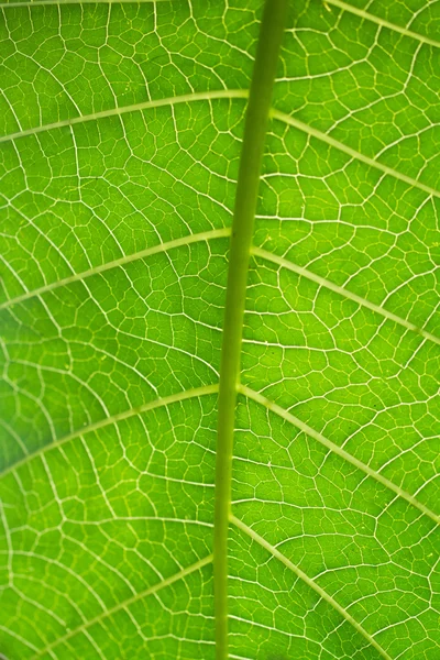 Makro yaprak damarları — Stok fotoğraf
