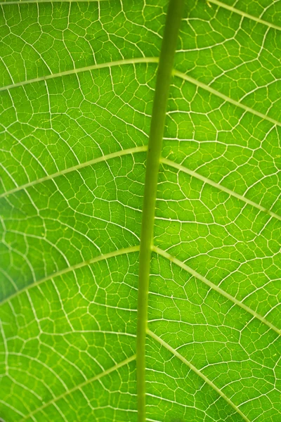 Macro veines foliaires — Photo