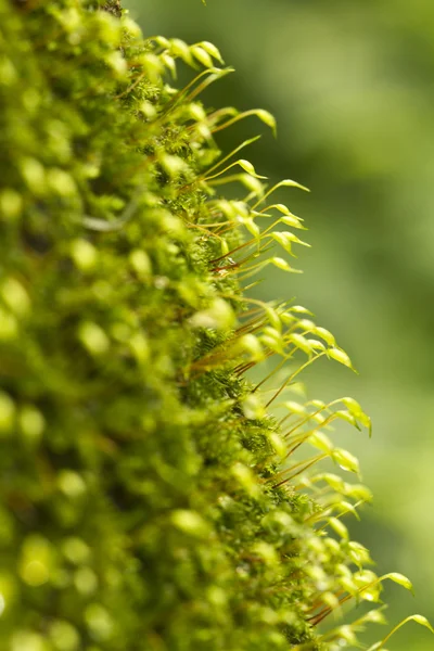スギゴケ属の植物 — ストック写真