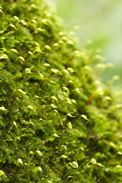 スギゴケ属の植物 — ストック写真