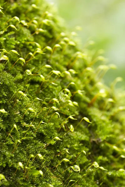 Impianto Polytrichum — Foto Stock