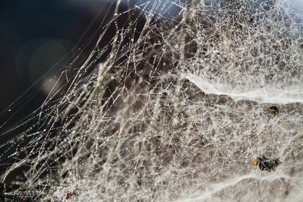 Spider web on the morning — Stock Photo, Image