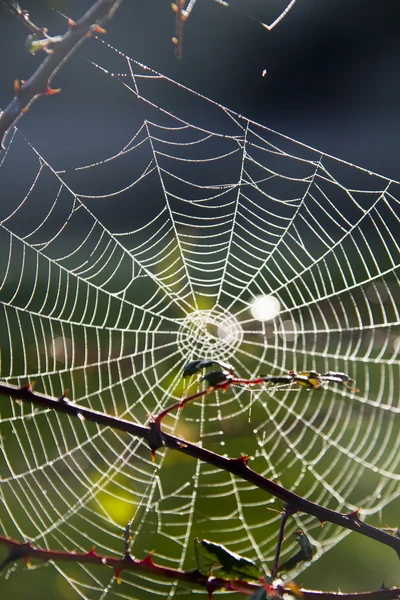 Spider web on the morning — Stock Photo, Image