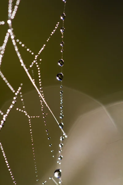 Spinnennetz am Morgen — Stockfoto