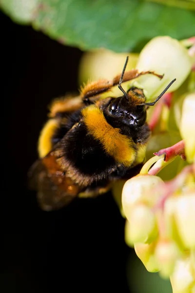 Big bee — Stock Photo, Image
