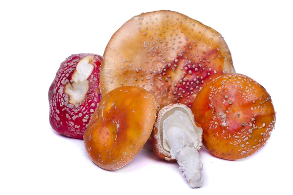 Several wild mushrooms — Stock Photo, Image
