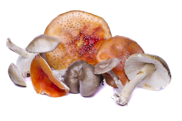 Diversi funghi selvatici — Foto Stock