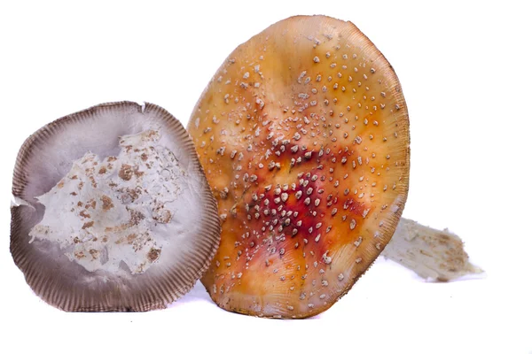 Vários cogumelos selvagens — Fotografia de Stock