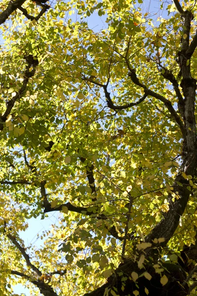 Όμορφο φθινόπωρο κλάδους δέντρων — Φωτογραφία Αρχείου