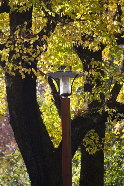 Piękne jesienią gałęzie drzewa — Zdjęcie stockowe