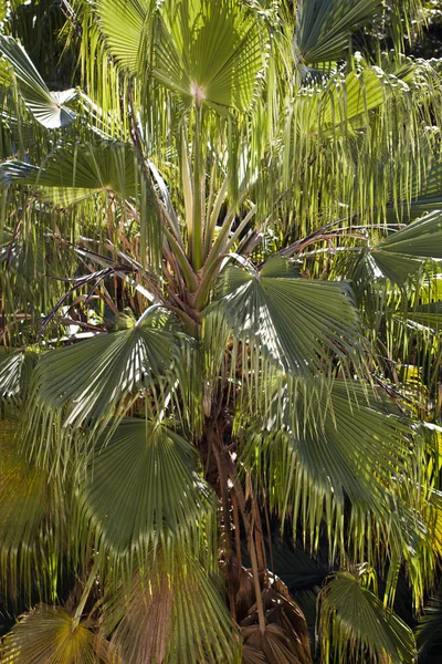 Palmera tropical —  Fotos de Stock