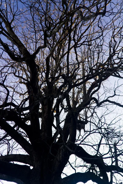 Інтуїція на гілках дерев — стокове фото
