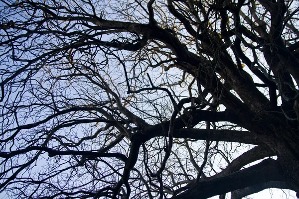Intrincado en ramas de árboles — Foto de Stock